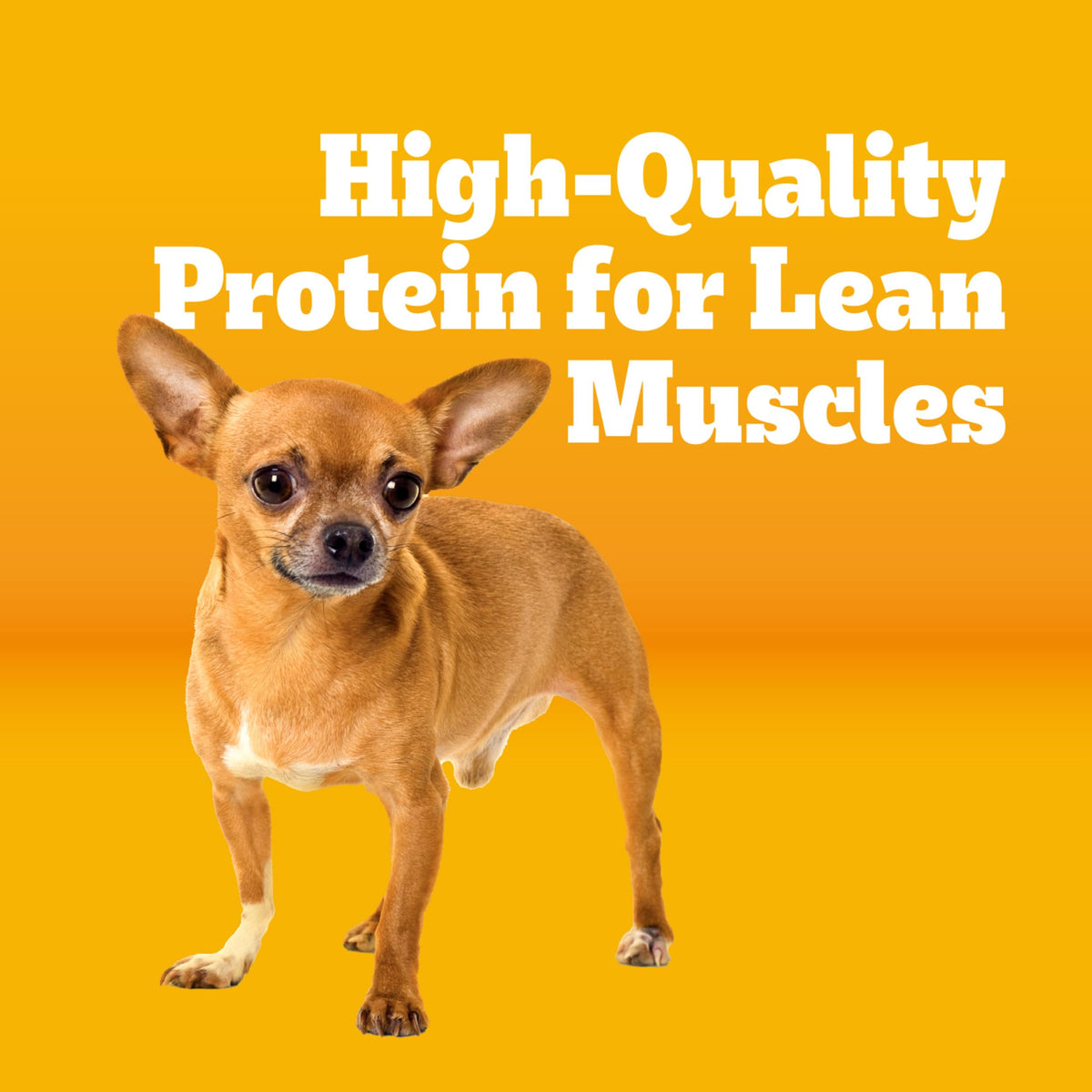Dry Dog Food 14 lb O4911