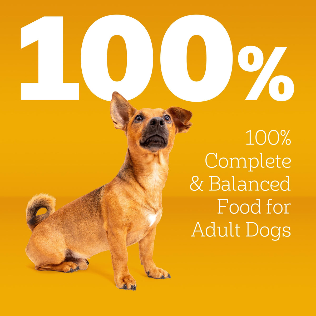Dry Dog Food 14 lb O4911