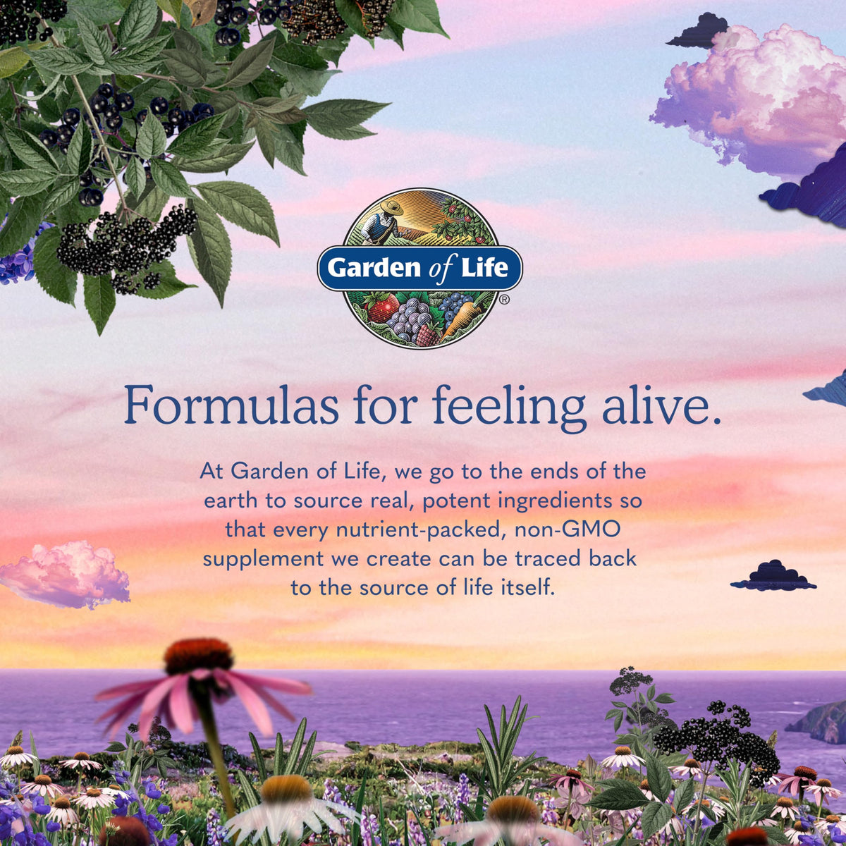 Organic Ashwagandha with Probiotics & Ginger C3842